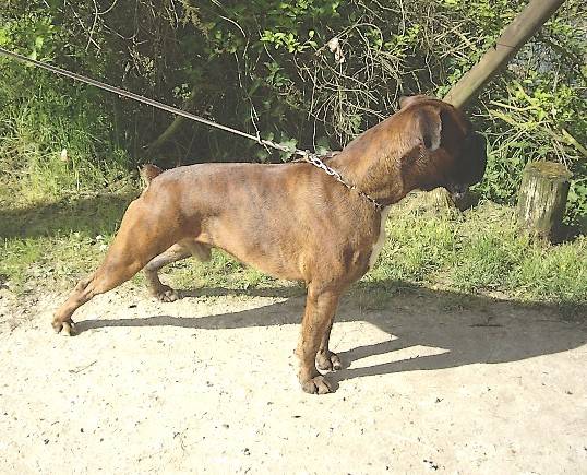 Stan 2 ans 1/2 - Boxer (2 ans et demi)