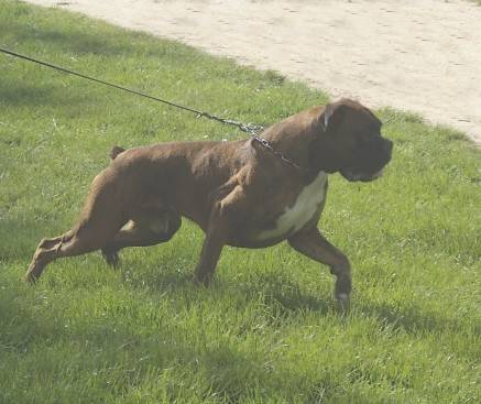 Stan 2 ans 1/2 - Boxer (2 ans et demi)