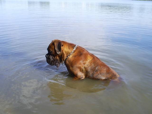Stan 2 ans 1/2 - Boxer (2 ans et demi)