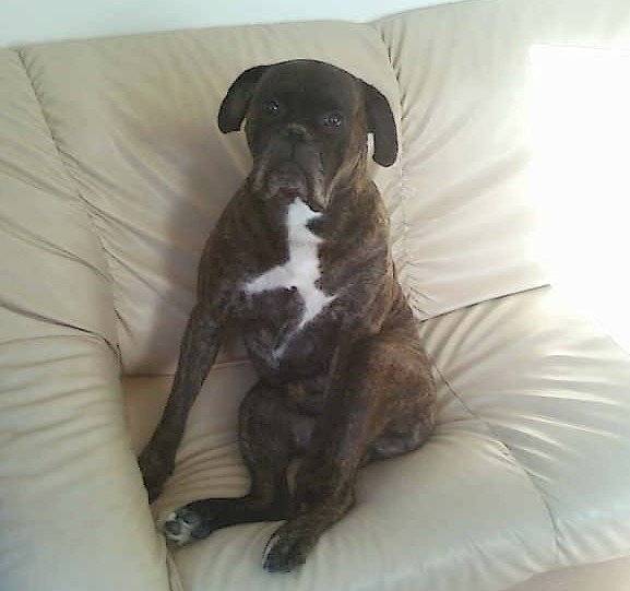 Enzo - Boxer