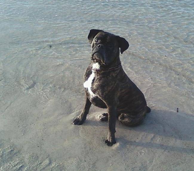 Enzo - Boxer