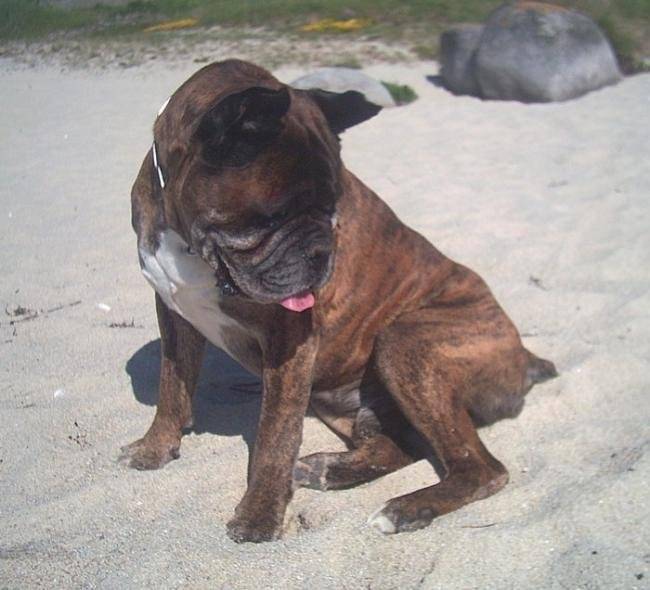 Lois le papa d'Enzo - Boxer