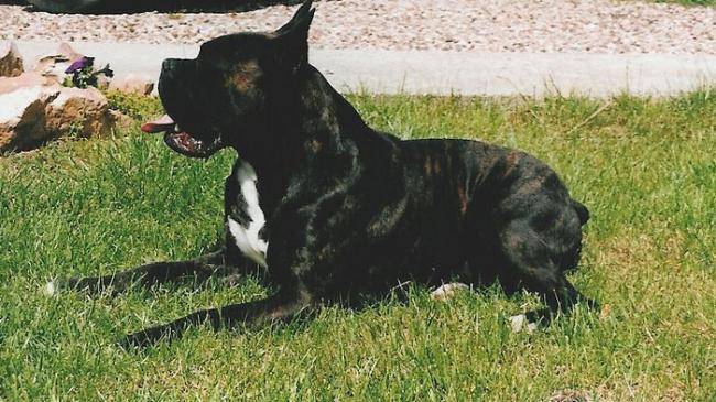 Garry l'oncle d'Enzo - Boxer