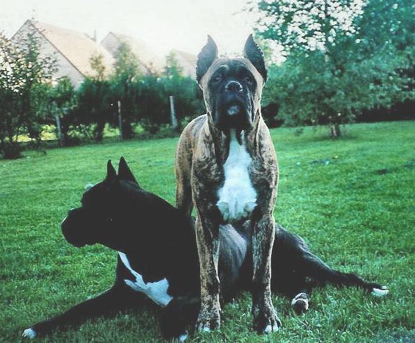 Garry et Loïs - Boxer