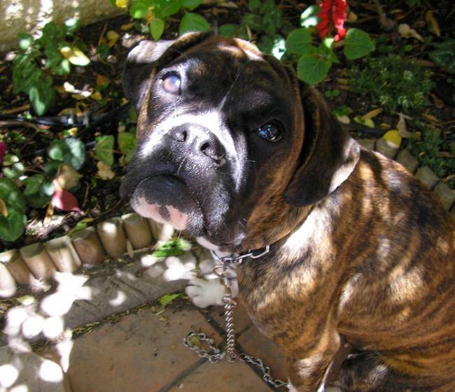 Photo de Body Boxer de 2 ans - Boxer (2 ans)
