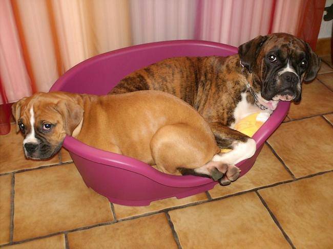 Body et Diva - Boxer