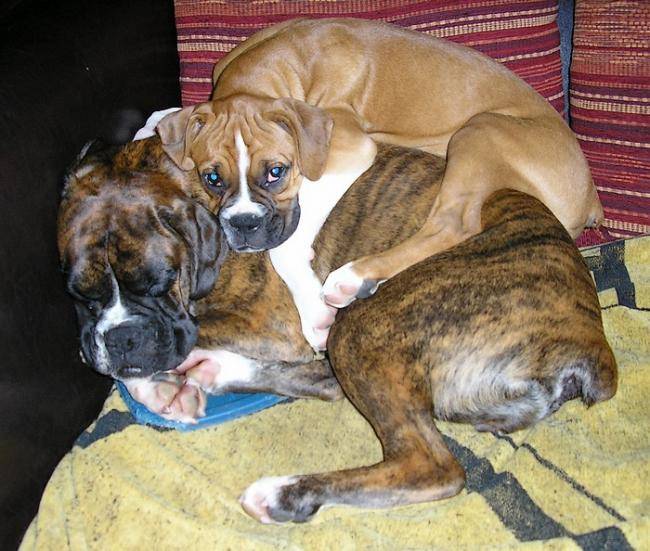 Body et Diva - Boxer