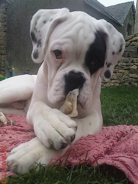 Diouck 5 mois - Boxer (5 mois)