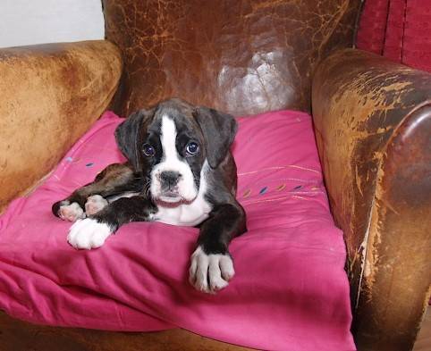 Dinky 2 mois - Boxer (2 mois)