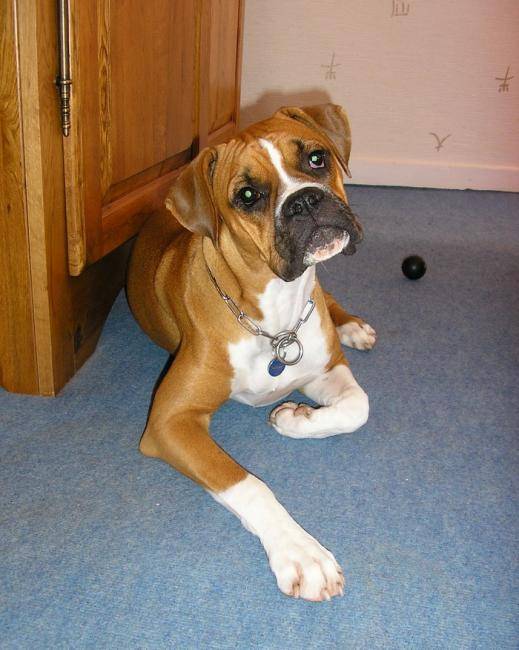 Diva 1 an et demi - Boxer
