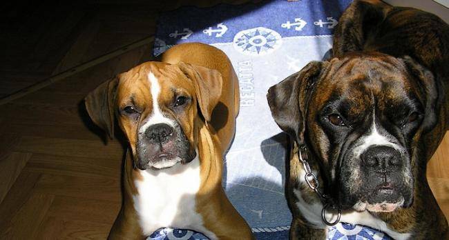 Diva et Body - Boxer