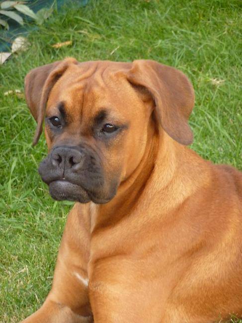 Etna - Boxer