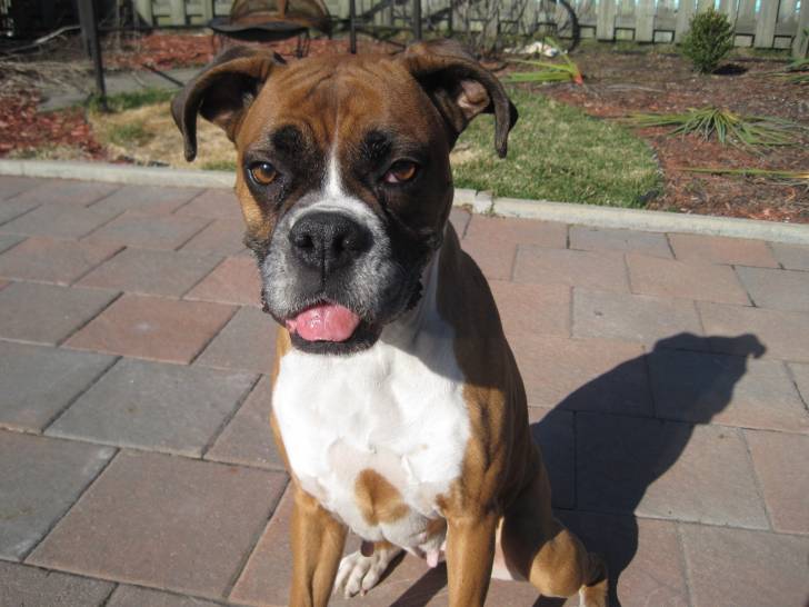 Lyza - Boxer (7 ans)