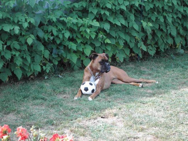 Bahia - Boxer