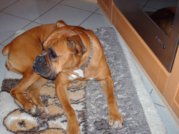 Maya - Boxer (6 ans)