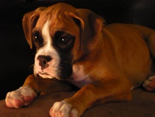 Boxer, 5 mois : Luna - Boxer (5 mois)
