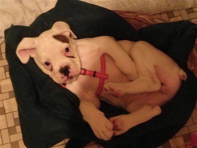 Falka petite chienne Boxer - Boxer