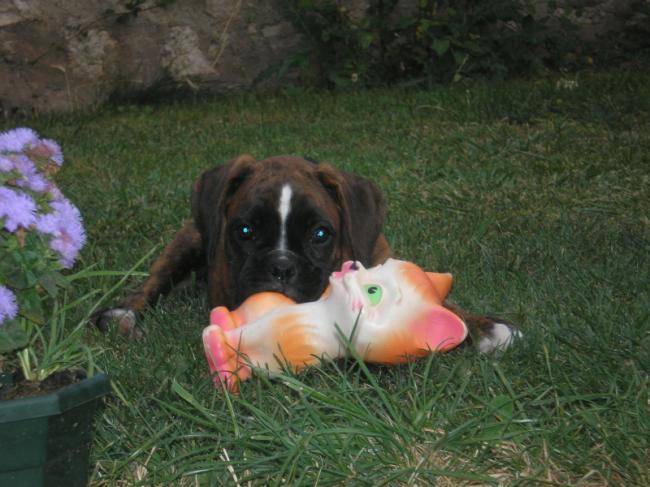 Chelsea,Boxer Bringué femelle à 2 mois et demi - Boxer (2 mois)