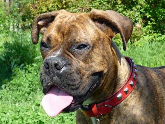 Tao, portrait Boxer - Boxer