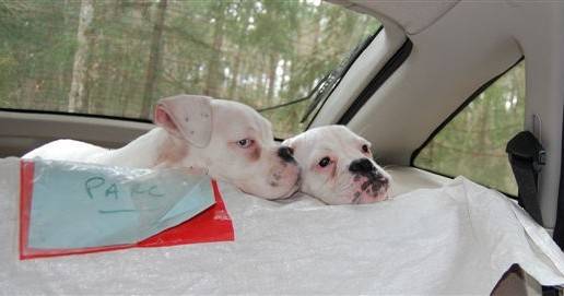 Falka et Funky - Boxer