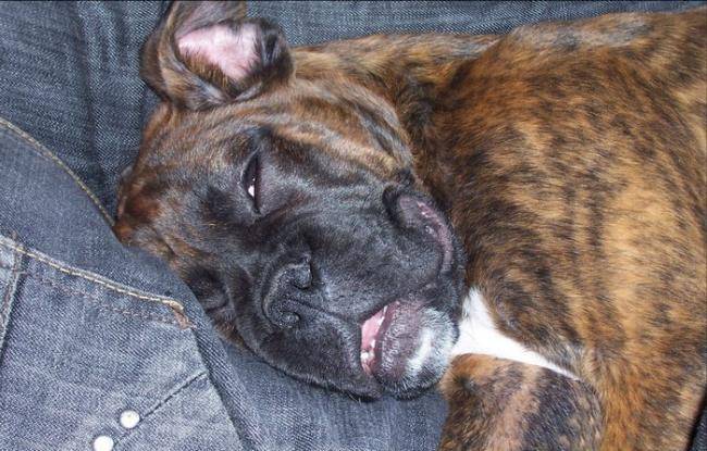 Glasgow Boxer de 4 mois - Boxer (4 mois)