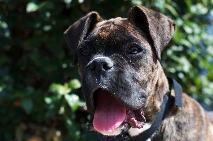 Portrait Holie 4 mois - Boxer (4 mois)