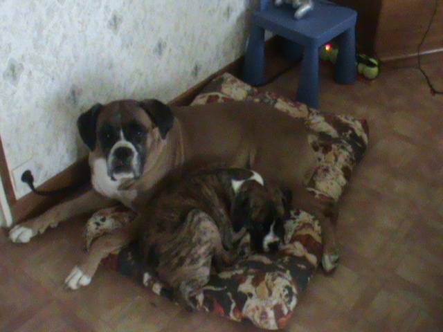 urka et flo - Boxer