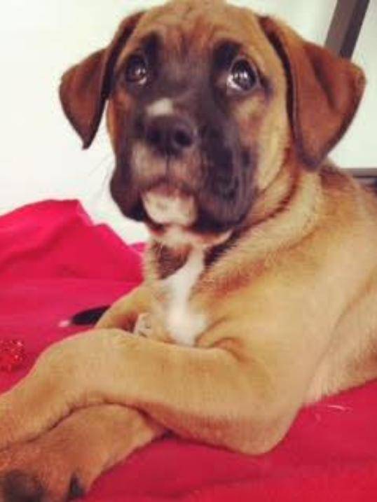 Max - Boxer Mâle (2 ans)