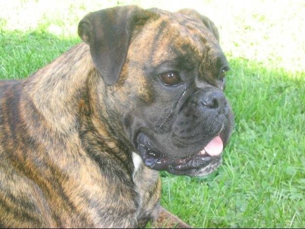 Bryska - Boxer (4 ans)