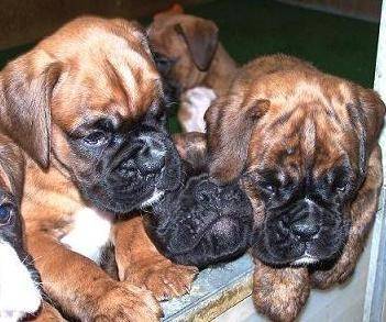 Titou - Boxer Mâle (3 mois)