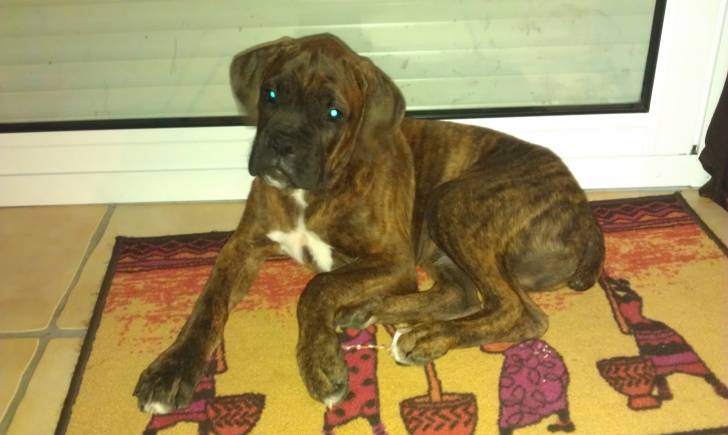 Litzi - Boxer (1 an)