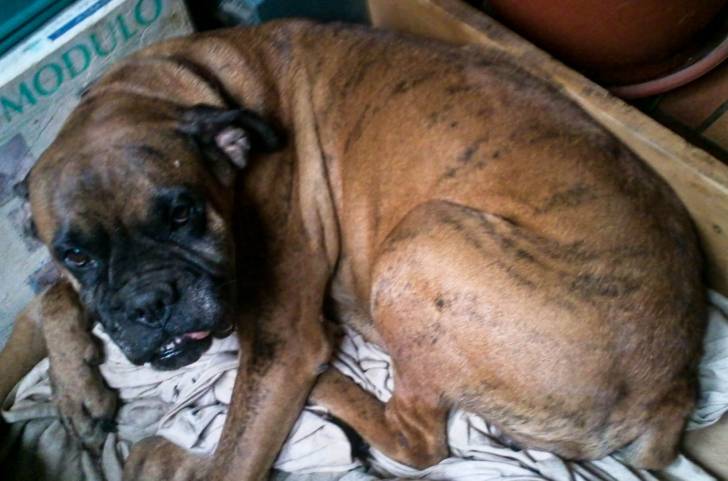 Kikoun - Boxer (10 ans)