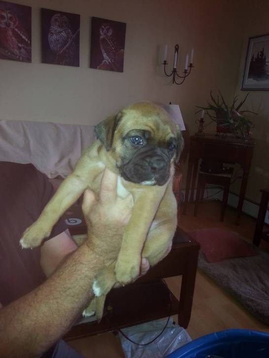 loona - Boxer (2 mois)