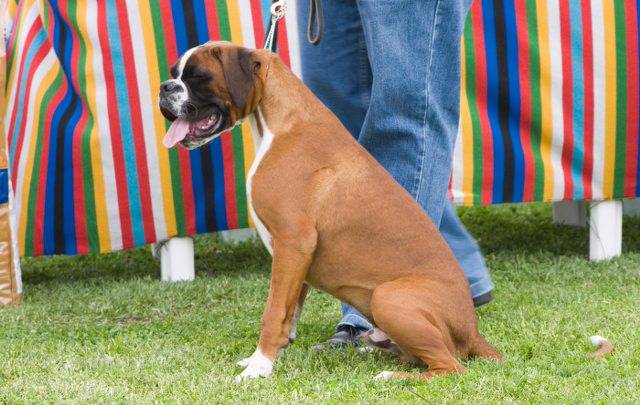 Photo Boxer