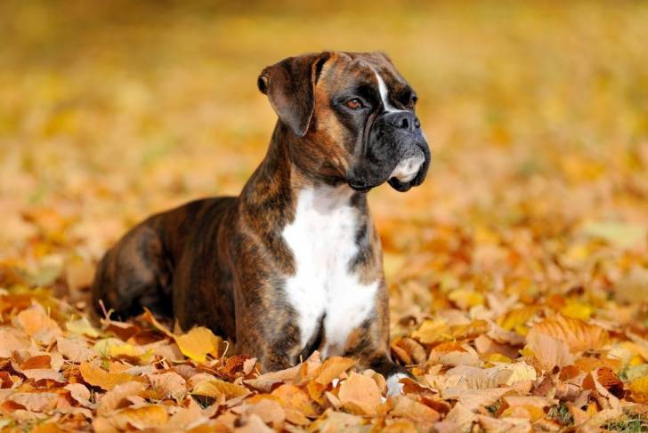 Un Boxer allongé dans les feuilles d'automne