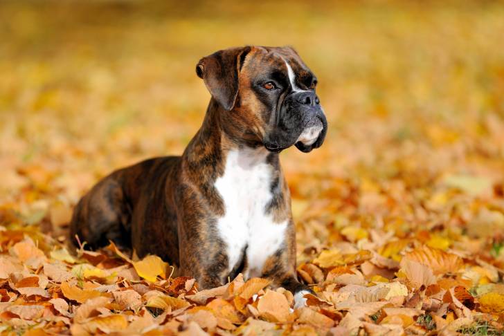 Un Boxer allongé sur des feuilles d'automne