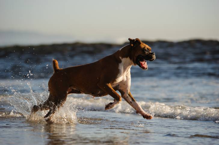 Un Boxer en train de courir sur la plage