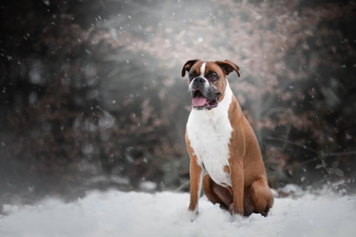 Un Boxer assis sous la neige