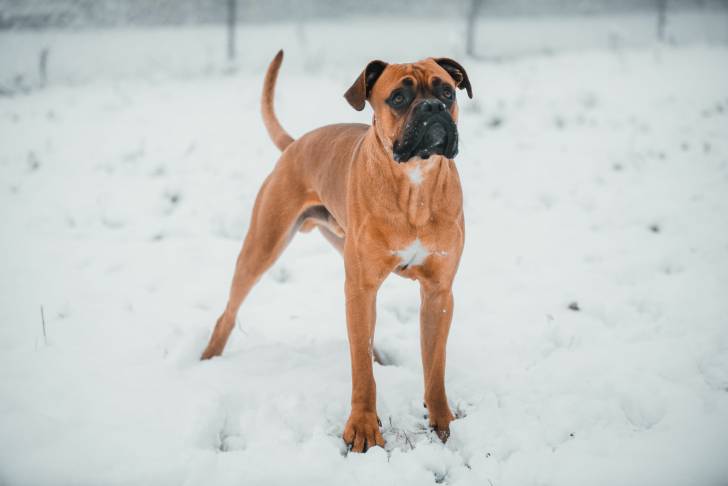 Un Boxer debout dans la neige en hiver