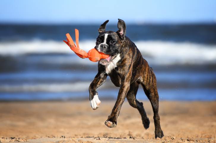 Un Boxer heureux court sur la plage avec un jouet dans sa gueule