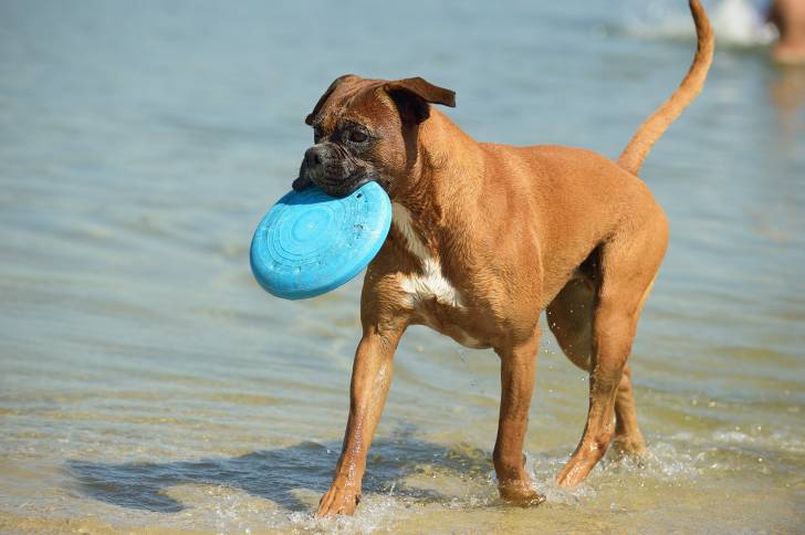 Un Boxer avec un frisbee dans la gueule marche dans la mer