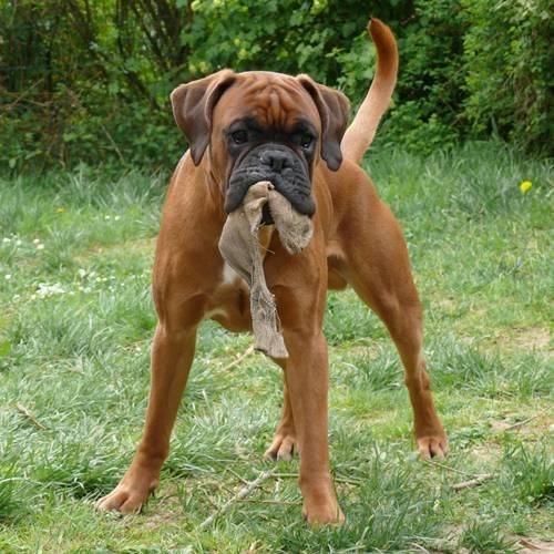 Chaos - Boxer Mâle (2 mois)