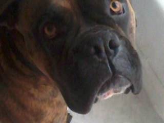 Elliott - Boxer Mâle (11 mois)