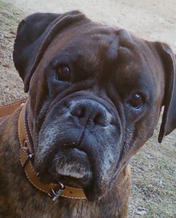 Volf - Boxer Mâle (7 ans)
