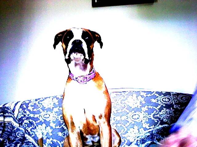 fenix - Boxer (1 an)
