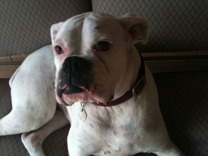 Sadie - Boxer (4 ans)
