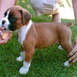 scobby - Boxer Mâle (2 mois)