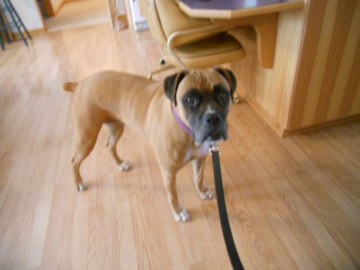 Blaze - Boxer (5 ans)