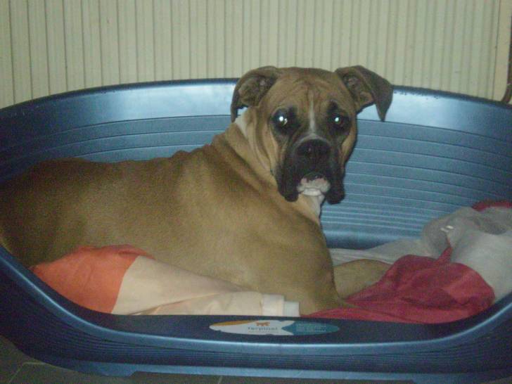booba - Boxer Mâle (2 ans)