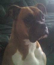 Shai - Boxer (8 ans)